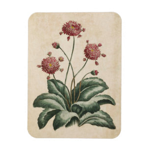 Vintage Botanisk Blommigt Daisy Magnet