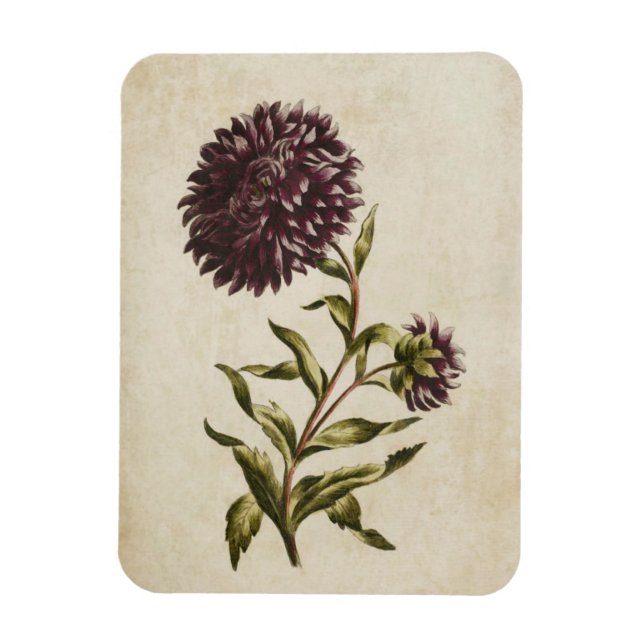 Vintage Botanisk Blommigt Dubbla Aster Magnet (Vertikal)
