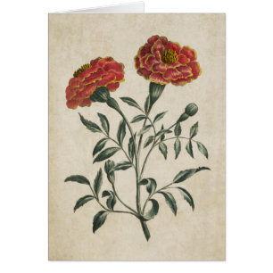 Vintage Botanisk Blommigt Fransk Marigold Hälsningskort