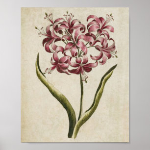 Vintage Botanisk Blommigt Guernsey Lily Print Poster