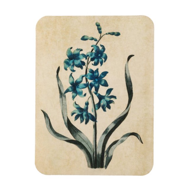 Vintage Botanisk Blommigt Hyacinth Magnet (Vertikal)