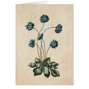 Vintage Botanisk Blommigt Hypatica Illustration Hälsningskort