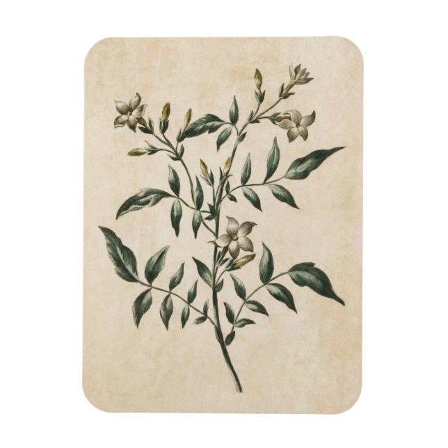 Vintage Botanisk Blommigt Jasmine Magnet (Vertikal)