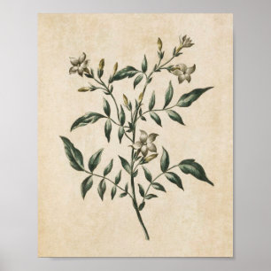 Vintage Botanisk Blommigt Jasmine-utskrift Poster
