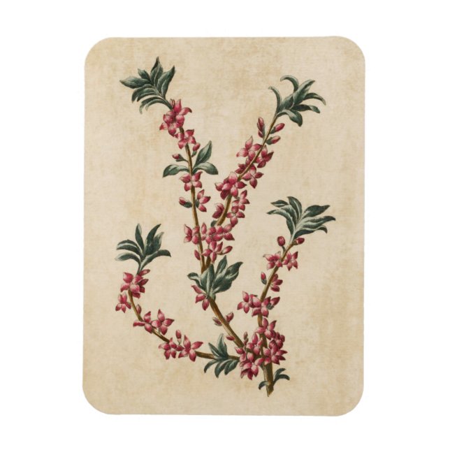 Vintage Botanisk Blommigt Mezereon Magnet (Vertikal)