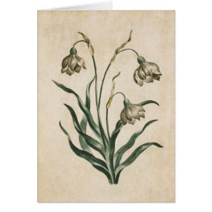 Vintage Botanisk Blommigt Snödroppillustration Hälsningskort