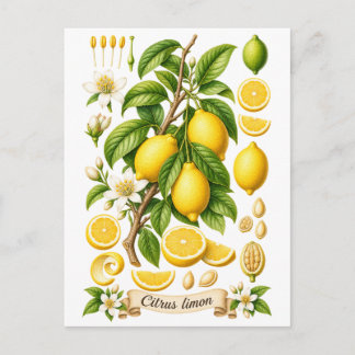 Vintage botanisk citrustechnisk illustration av ci vykort