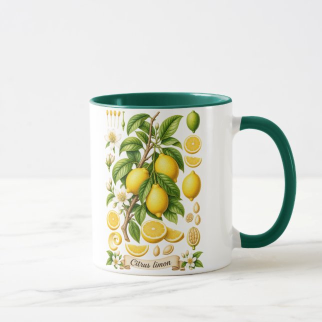 Vintage botanisk citrustechnning mugg (Höger)