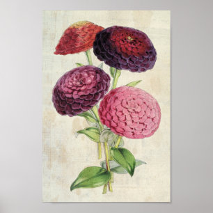 Vintage Botanisk Dubbla-Flowered Lila Zinnia Poster