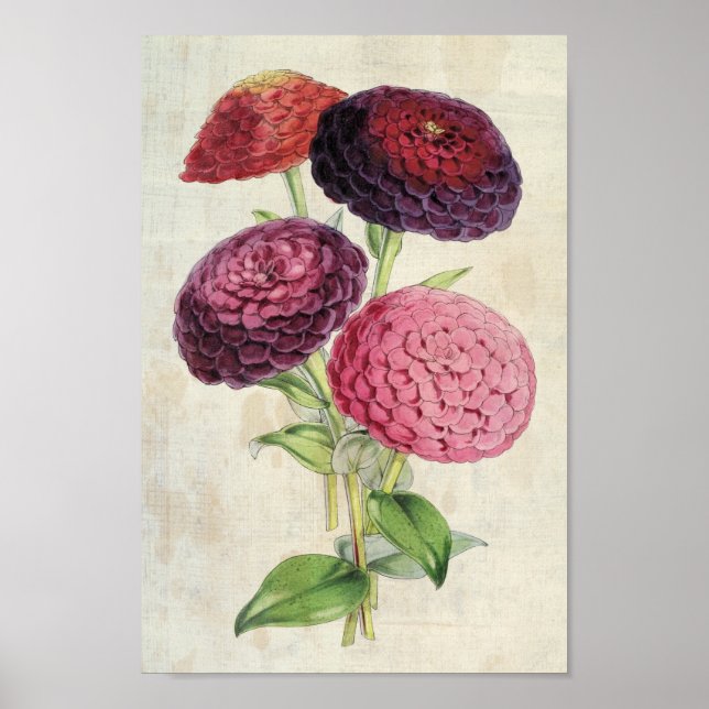 Vintage Botanisk Dubbla-Flowered Lila Zinnia Poster (Framsidan)