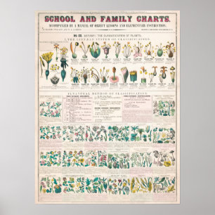 Vintage Botanisk Flora Education Poster