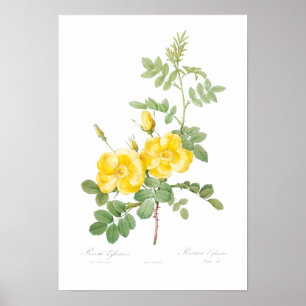 VINTAGE BOTANISK GUL ROS ILLUSTRATION POSTER