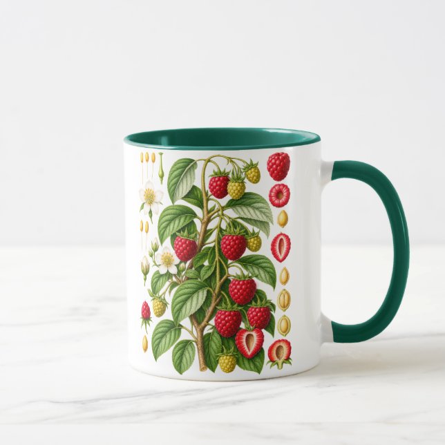 Vintage botanisk hallonillustration mugg (Höger)