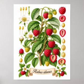 Vintage botanisk hallonillustration poster