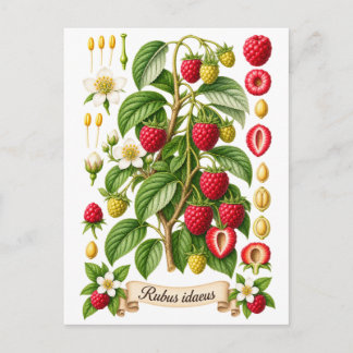 Vintage botanisk hallonillustration vykort