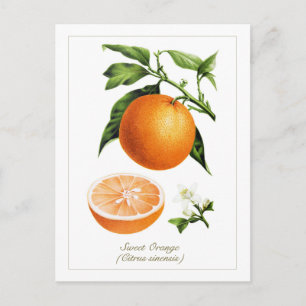 Vintage botanisk illustration apelsinfrukt vykort