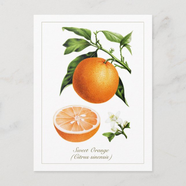 Vintage botanisk illustration apelsinfrukt  vykort (Framsida)