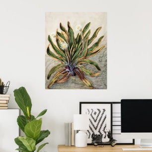 Vintage botanisk illustration av bergaster poster
