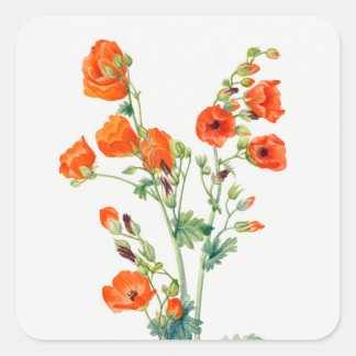 Vintage botanisk illustration av ökenglobmalva fyrkantigt klistermärke