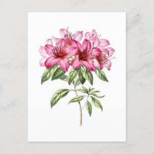 Vintage Botanisk illustration av Rosa Azalea Vykort