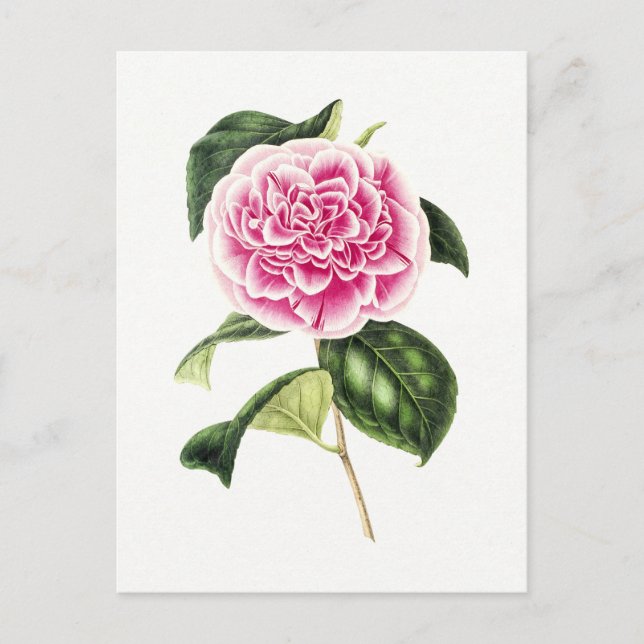Vintage Botanisk illustration av Rosa Camellia Vykort (Framsida)