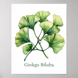 Vintage Botanisk Illustration Ginkgo Affisch