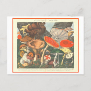 Vintage Botanisk illustration "Misstänkta svampar" Vykort