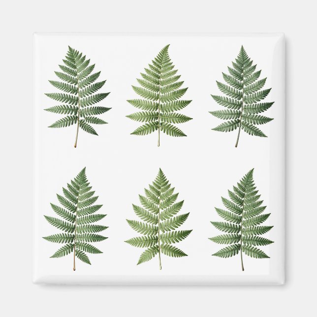 Vintage botanisk illustration mönster av ormbunksb magnet (Framsidan)