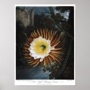 Vintage botanisk illustration poster