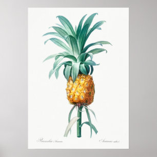 Vintage botanisk illustration poster