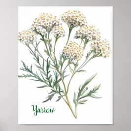 Vintage botanisk illustration Rölleka Poster