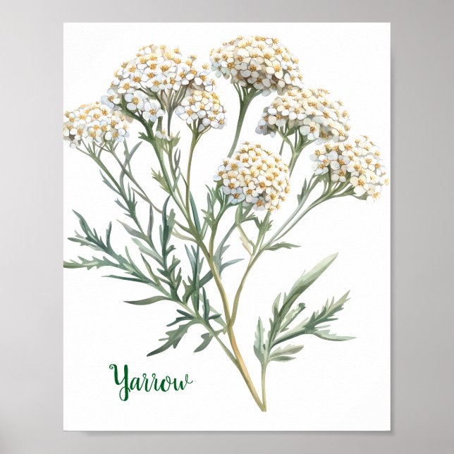 Vintage botanisk illustration Rölleka Poster (Framsidan)