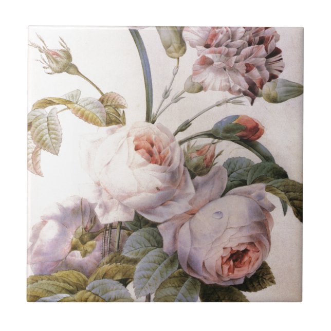 vintage botanisk illustration, rosa ros kakelplatta (Framsidan)