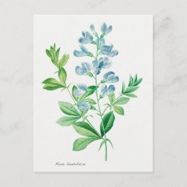 Vintage botanisk illustration vykort