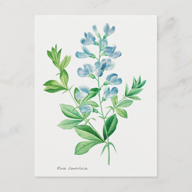Vintage botanisk illustration vykort (Framsida)