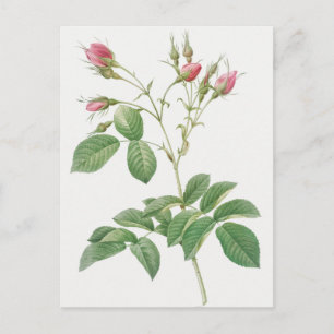 Vintage botanisk illustration vykort