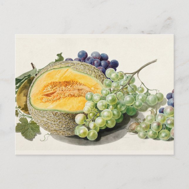 Vintage botanisk illustration vykort (Framsida)