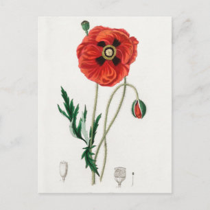 Vintage botanisk illustration vykort