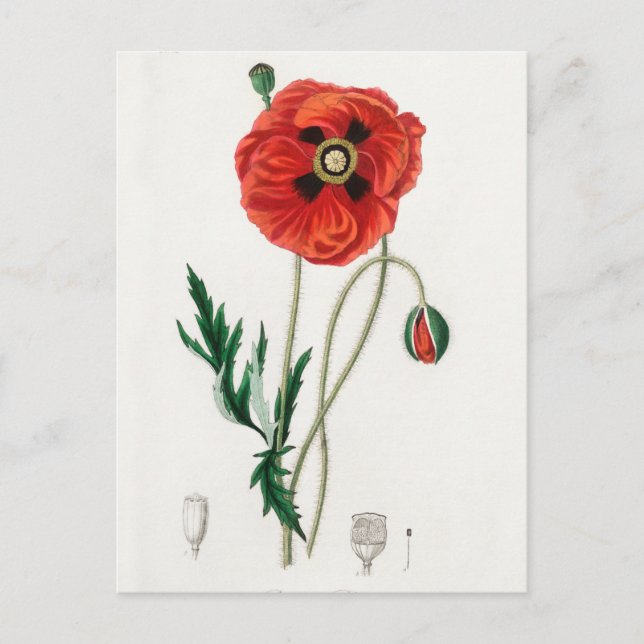 Vintage botanisk illustration vykort (Framsida)