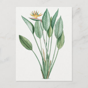 Vintage botanisk illustration vykort