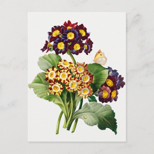 Vintage botanisk illustration vykort (Framsida)