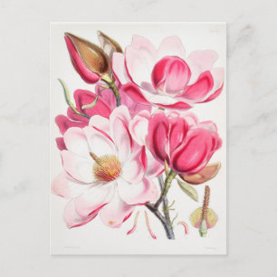 Vintage botanisk illustration vykort