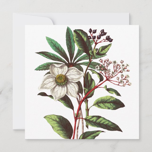 Vintage Botanisk jul Ro Flower Bouquet (Framsida)