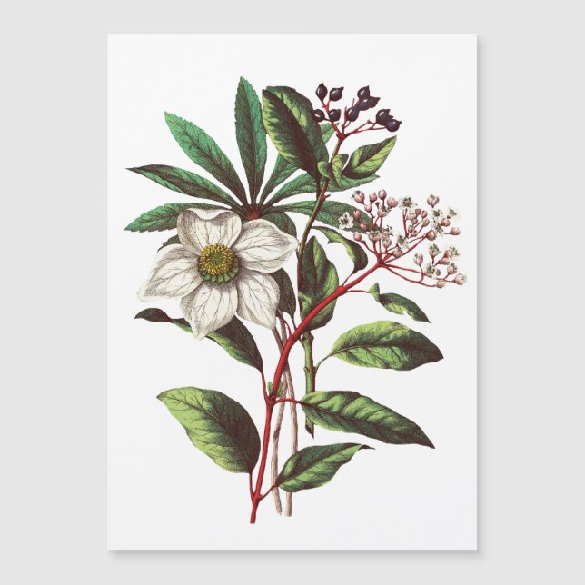 Vintage Botanisk jul Ro Flower Bouquet (Framsida)