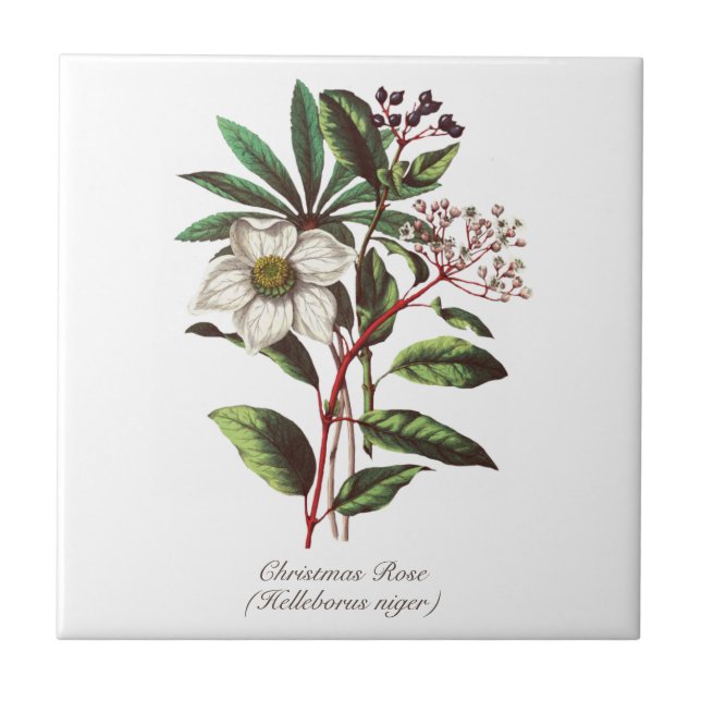 Vintage Botanisk jul Ro Flower Bouquet Kakelplatta (Framsidan)