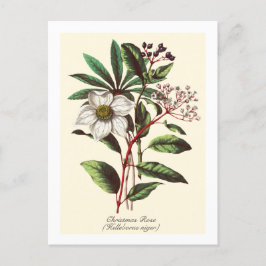 Vintage Botanisk jul Ro Flower Bouquet Vykort