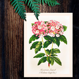 Vintage Botanisk Kalmia Blomma Vykort