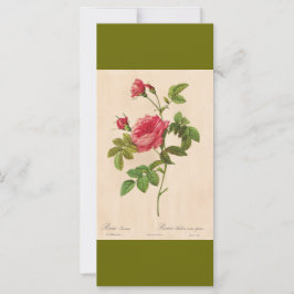 Vintage botanisk konst rosa ros blommor bokmärke