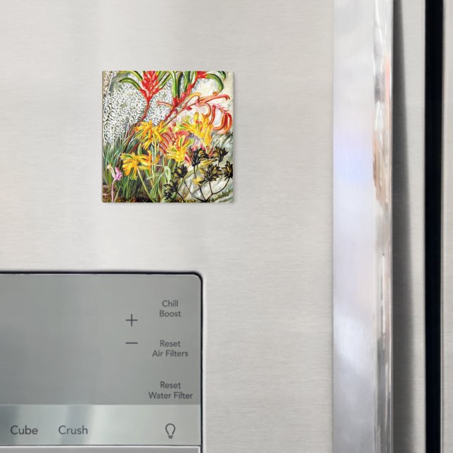 Vintage botanisk konst, västaustralienska blommor magnet (In Situ (Fridge))