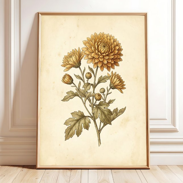 Vintage Botanisk Krysantemum Konst Canvastryck Poster (Skapare uppladdad)